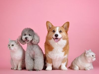 Assurance animaux de compagnie